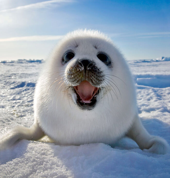 Cute Animals To Make Your Day Better!