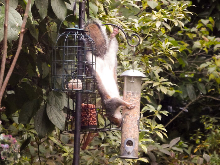 The Resident Garden Squirrel Helping Herself To Bird Seeds