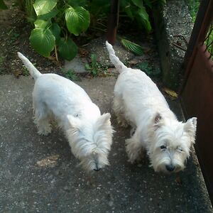 teuta-franjkovic-5 avatar