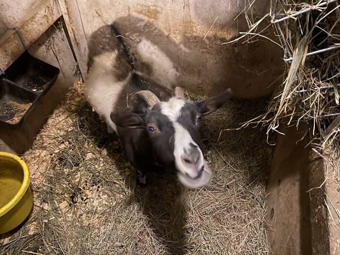 A New Kind Of Animal Rescue: Check Out These Cute Goats And Sheep