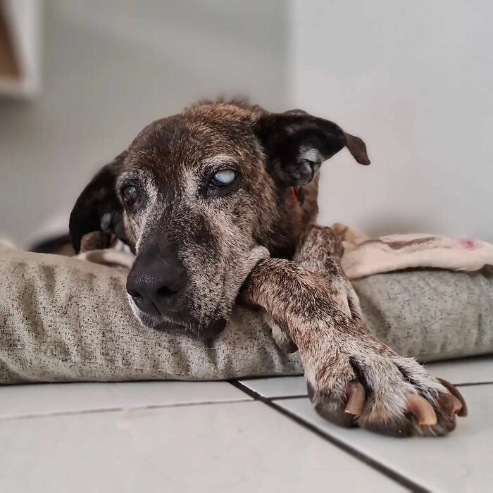 This Dog That Spent 10 Years In A Shelter Due To His Missing Leg, Old Age And Blindness Finally Finds His Forever Home