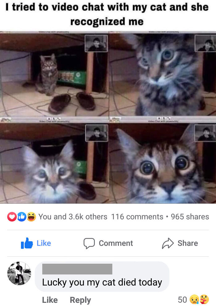 Way To Bring The Mood Down. Top Visible Comment On A Meme Posted By A Cat Based Meme Group
