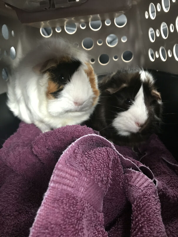 GUINEA-PIGS-61660ad313309.jpg