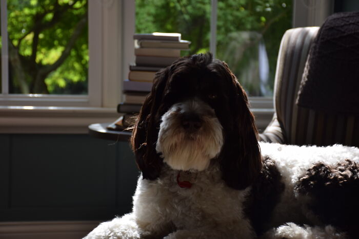 My Puppy (Labradoodle)