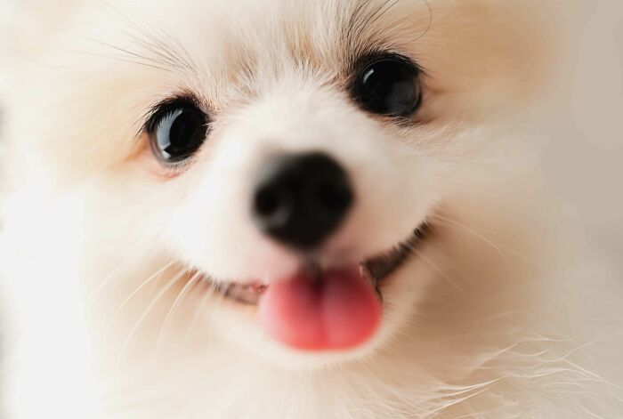 A Doggo. I've Named Him Jingles