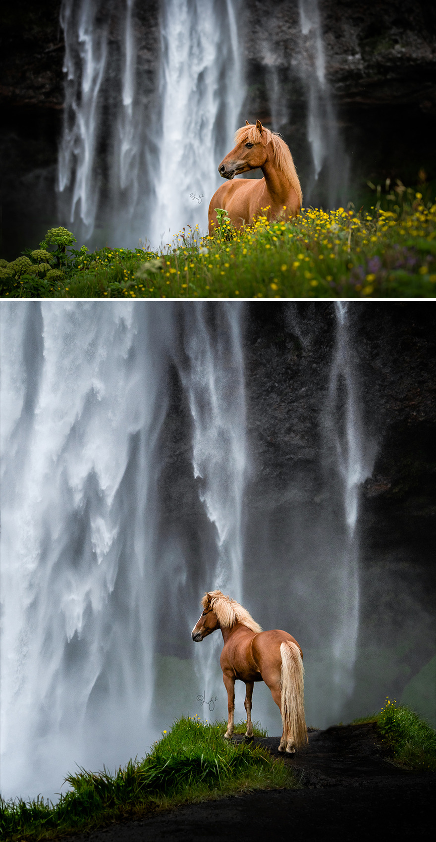 I Photograph Horses In Phenomenal Icelandic Landscapes (37 Pics)