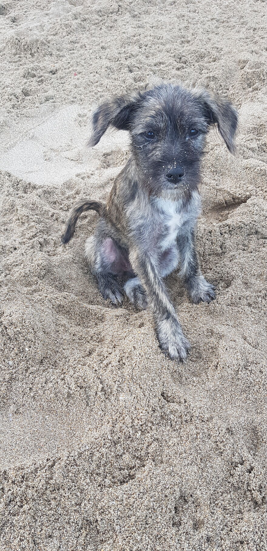 I Photograph Stray Dogs That We Befriend With In Bali Beaches (20 Pictures)
