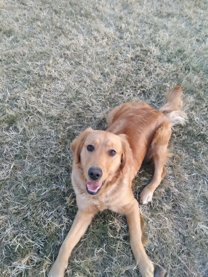 Izzy (Golden Retriever) Smiling For The Camera