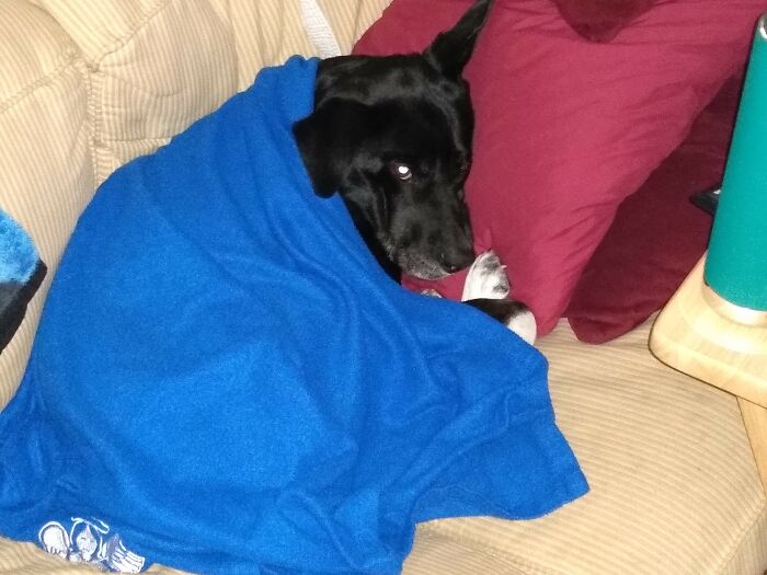 She Likes To Be Tucked In On The Couch Before I Go To Bed