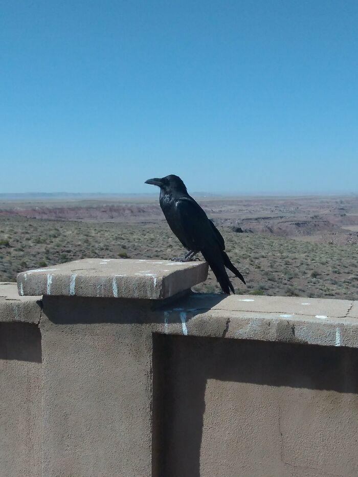 This Guy Followed Us All Around The Painted Desert National Park.