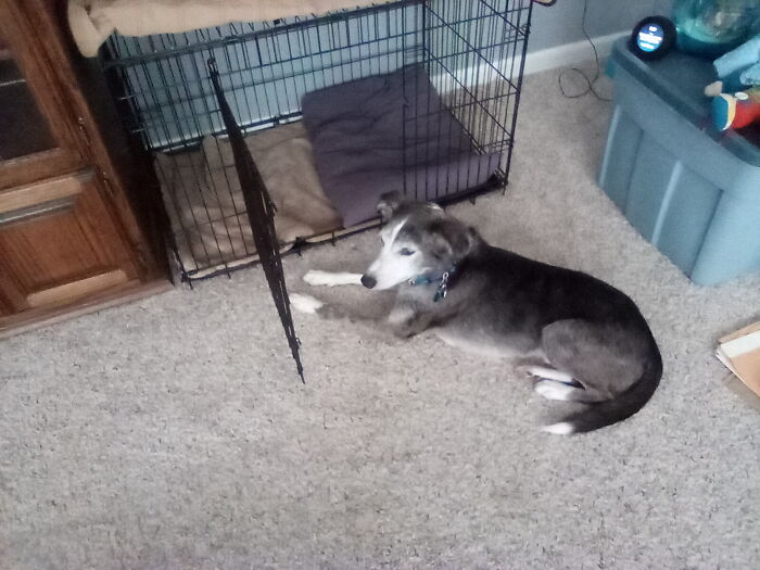 Sheldon Cooper Malicious Compliance. "Go To Your Crate!" So He Did