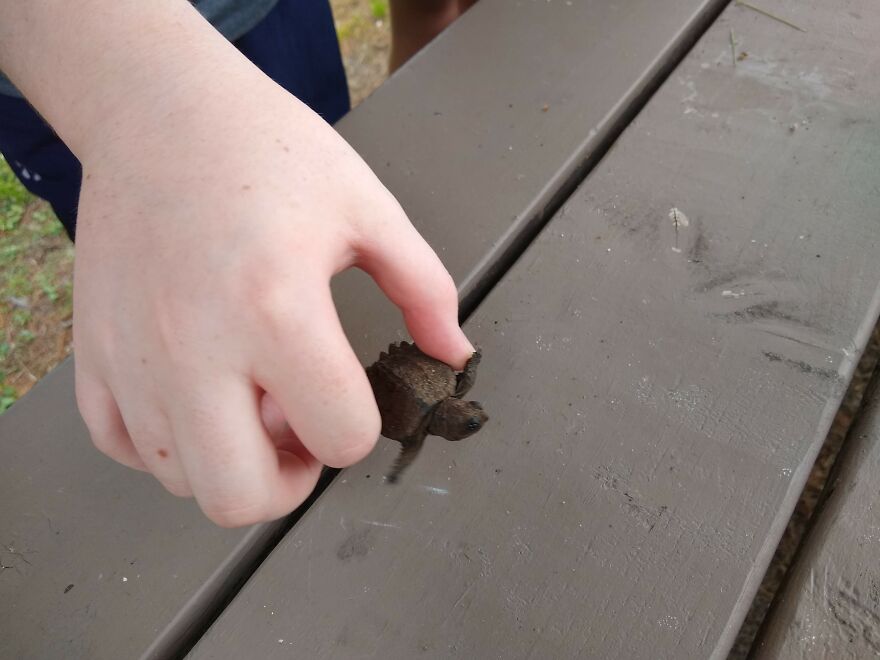 My Brother Found A Baby Snapper