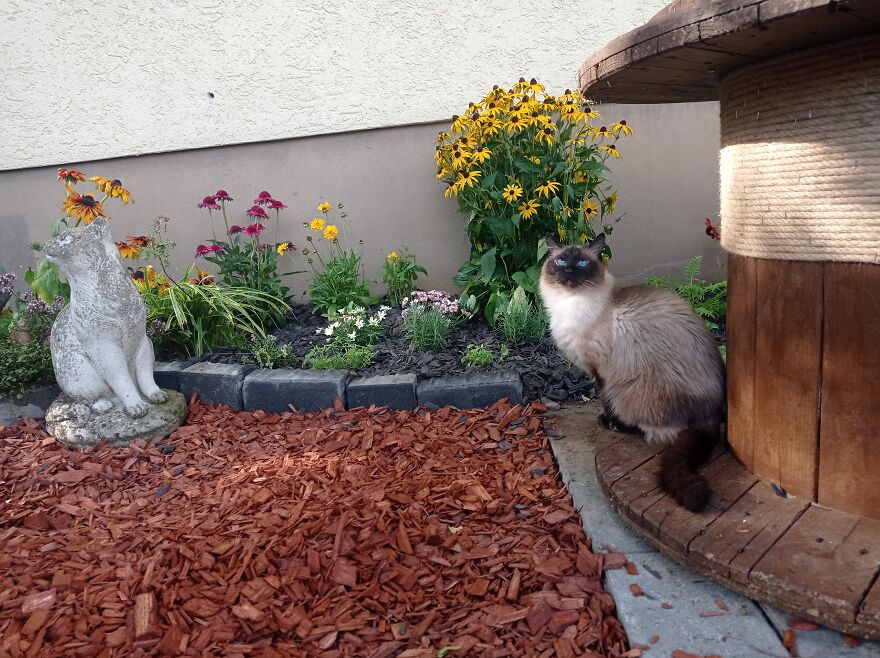 I Build My Cats Their Own Garden