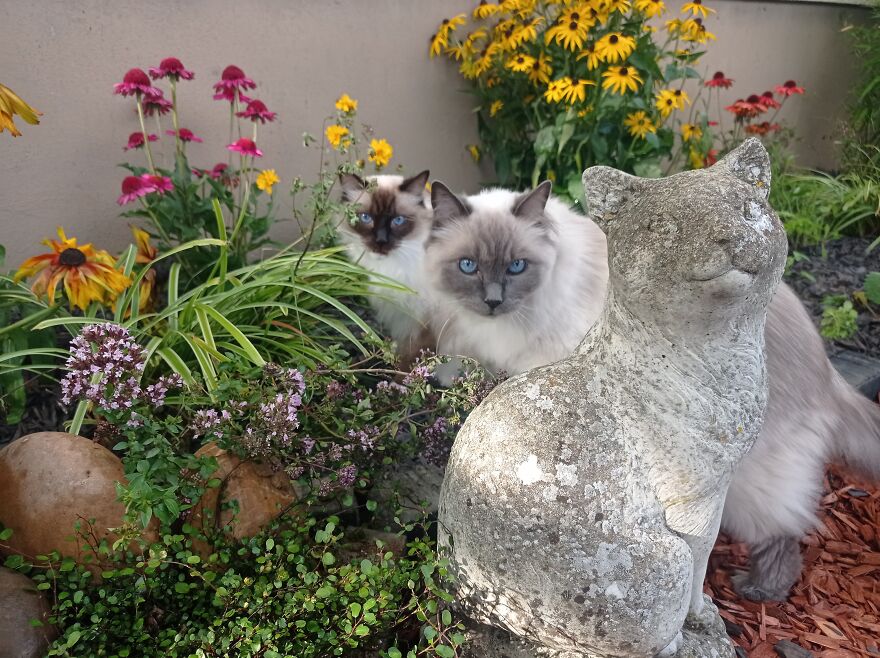 I Build My Cats Their Own Garden