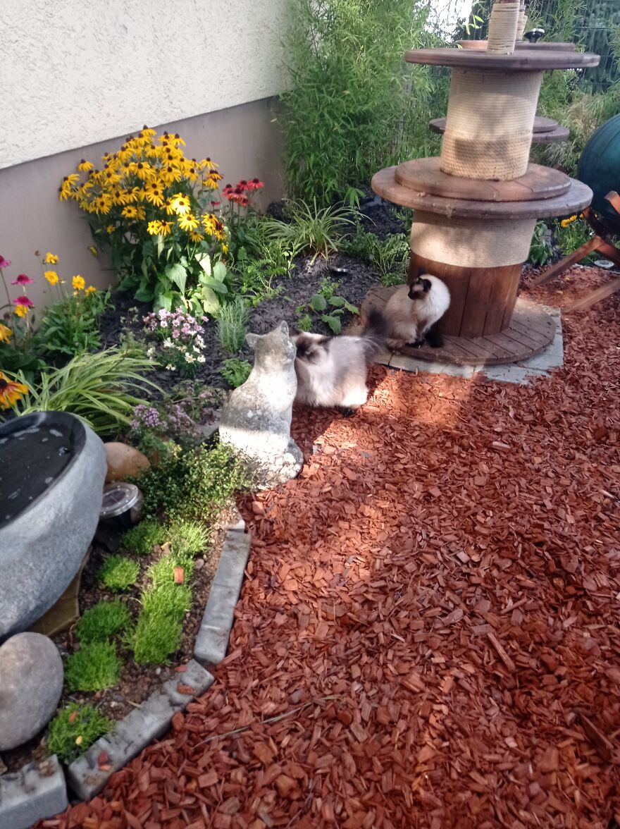 I Build My Cats Their Own Garden