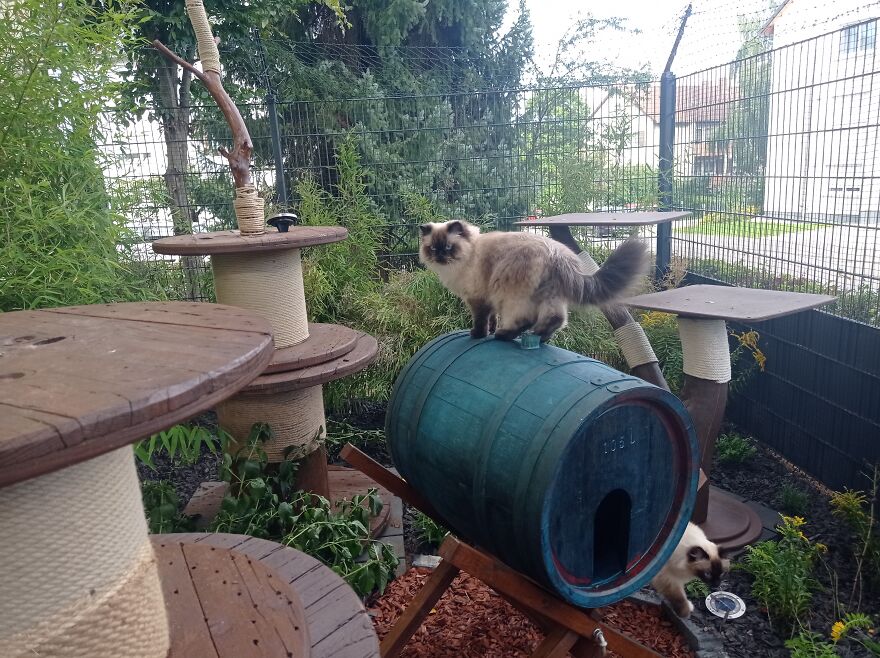 I Build My Cats Their Own Garden