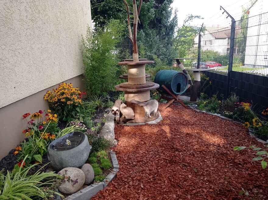 I Build My Cats Their Own Garden