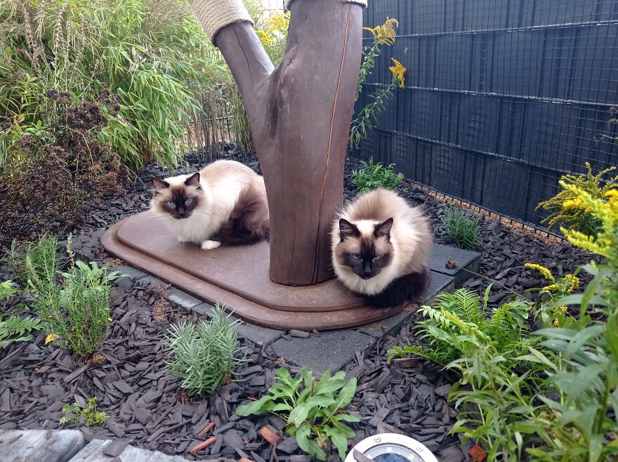 I Build My Cats Their Own Garden