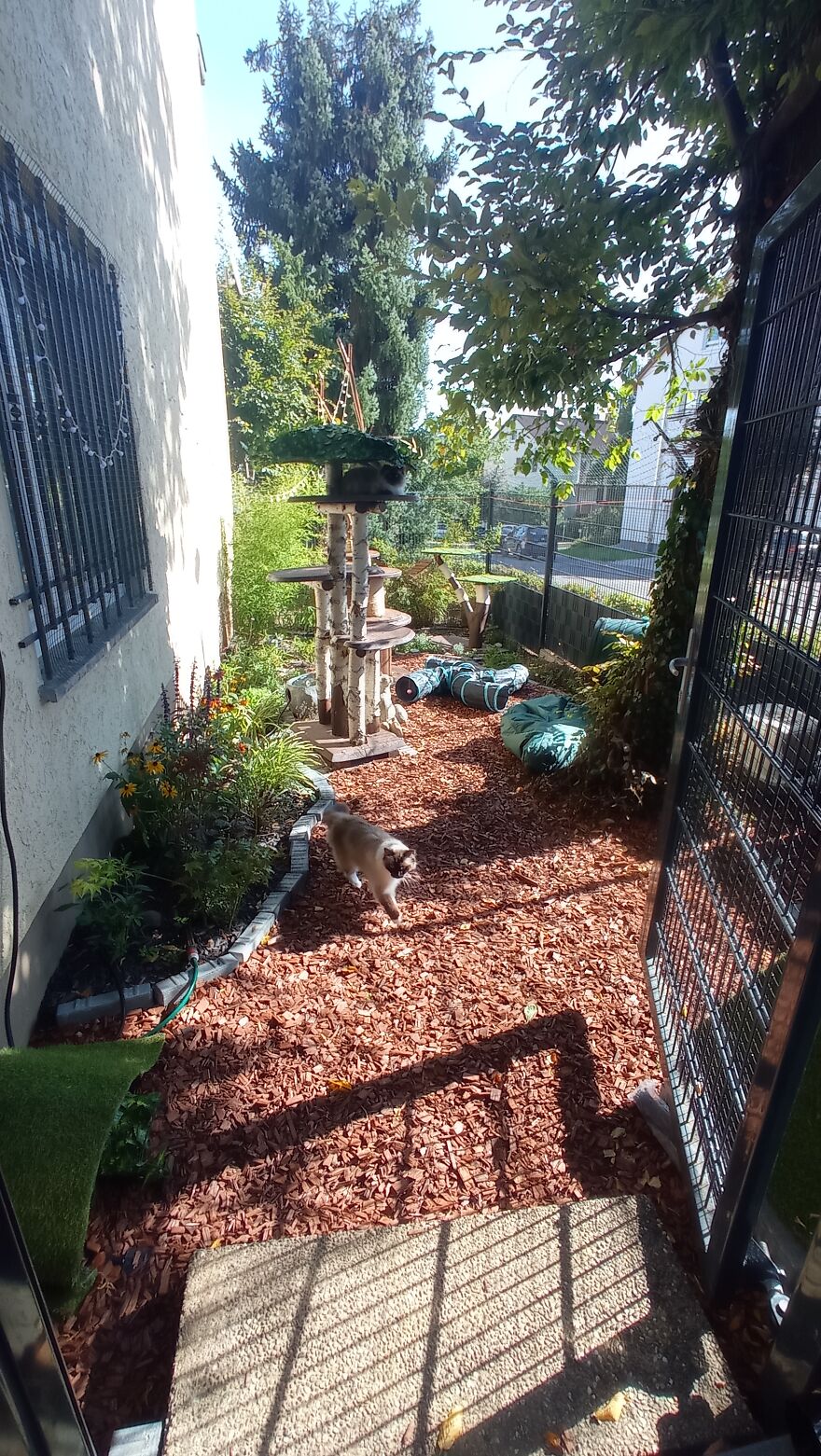 I Build My Cats Their Own Garden