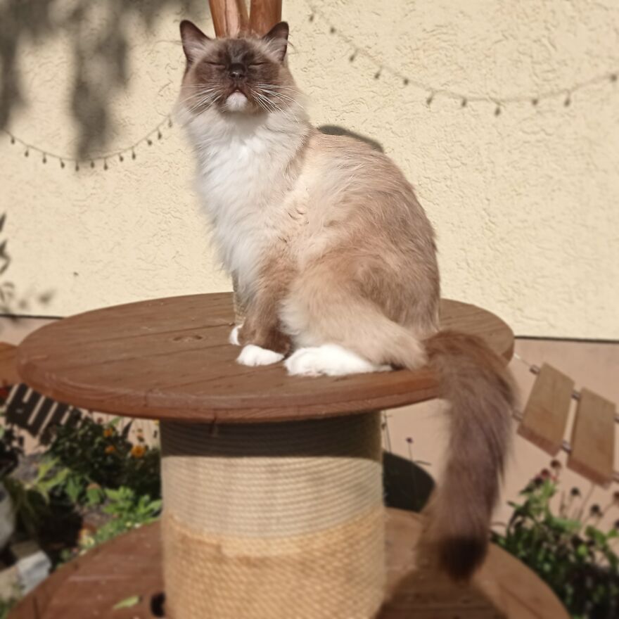 I Build My Cats Their Own Garden