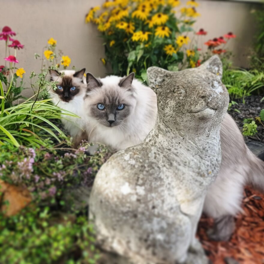 I Build My Cats Their Own Garden