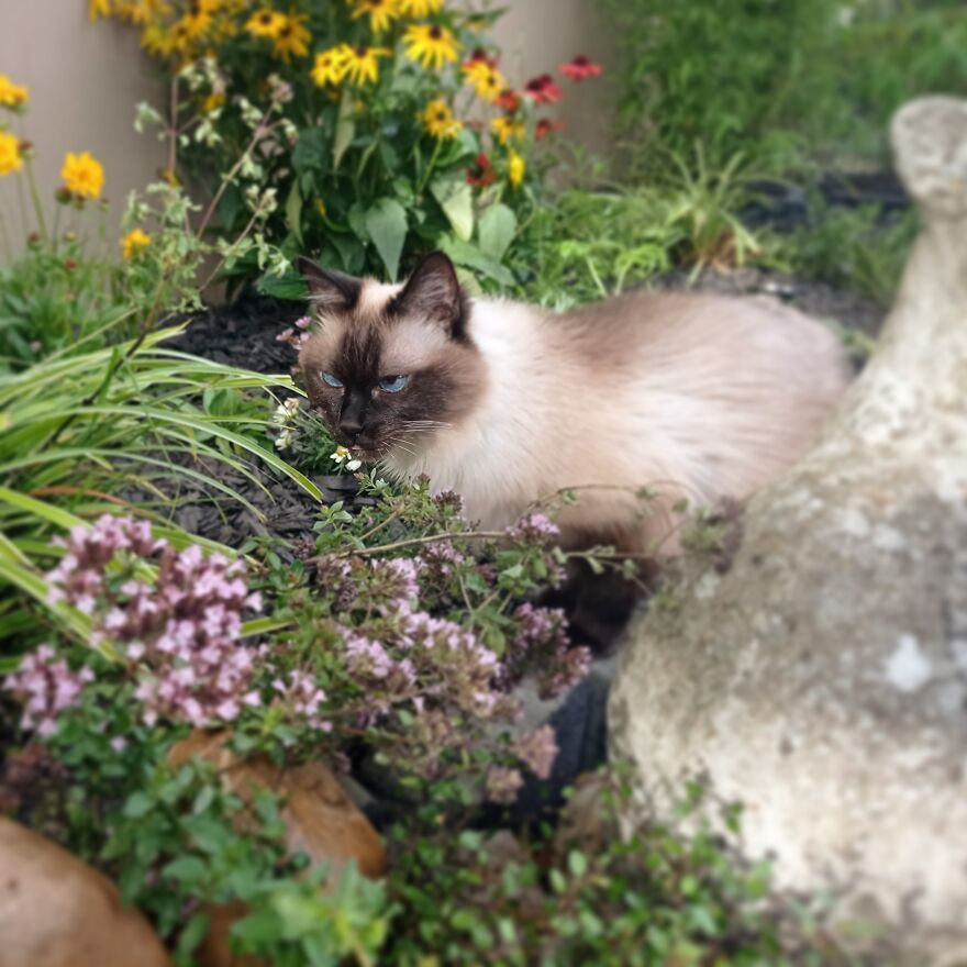 I Build My Cats Their Own Garden