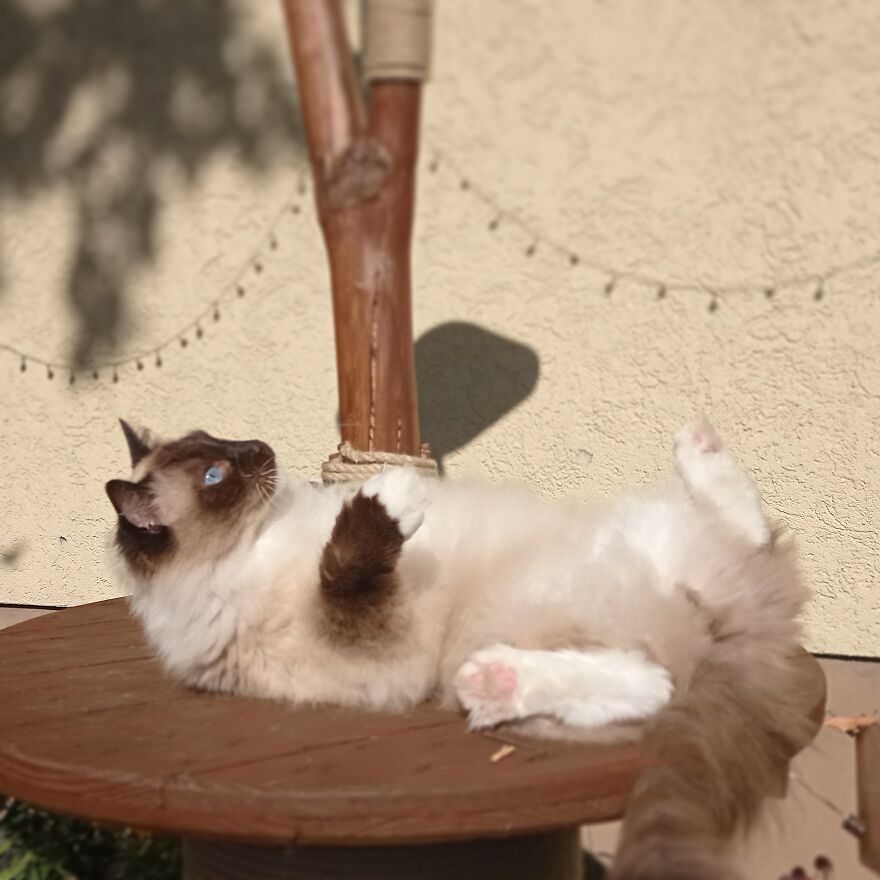 I Build My Cats Their Own Garden