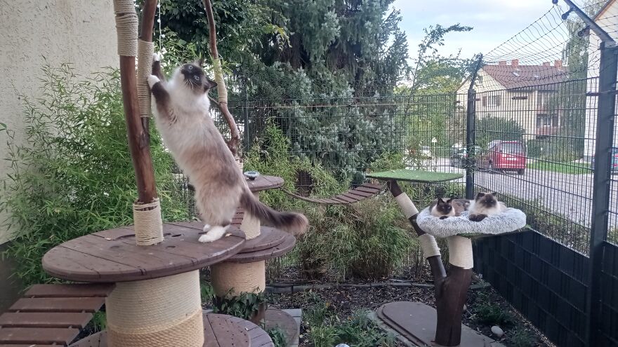 I Build My Cats Their Own Garden