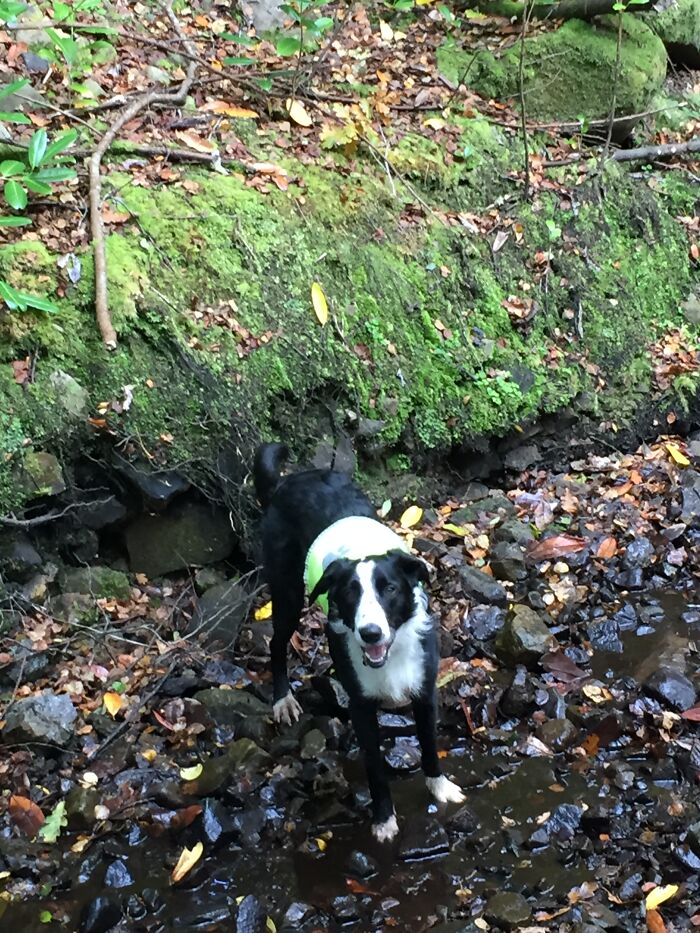 My Dog Shilo Enjoying Paddling In The Stream In The Woods Near My House.