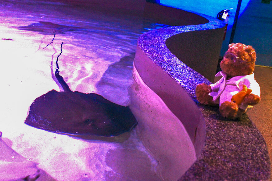 We Made These Adorable Scientist Teddy Bears For A Child Advocacy Center We Made These Adorable Scientist Teddy Bears For A Child Advocacy Center