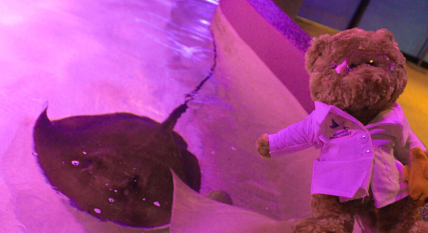 We Made These Adorable Scientist Teddy Bears For A Child Advocacy Center