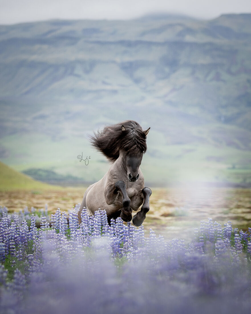 I Photograph Horses In Phenomenal Icelandic Landscapes (37 Pics)