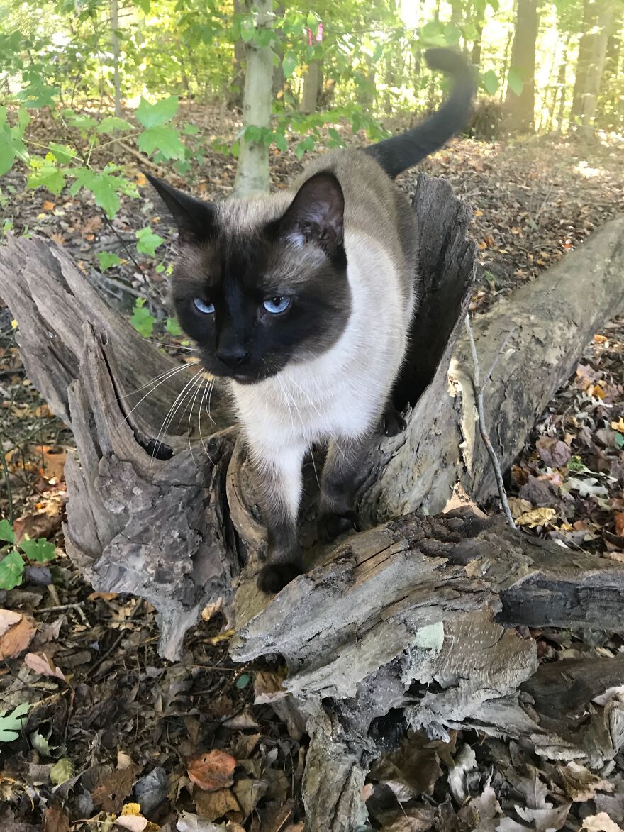 Rescue Cats Rescue Cats