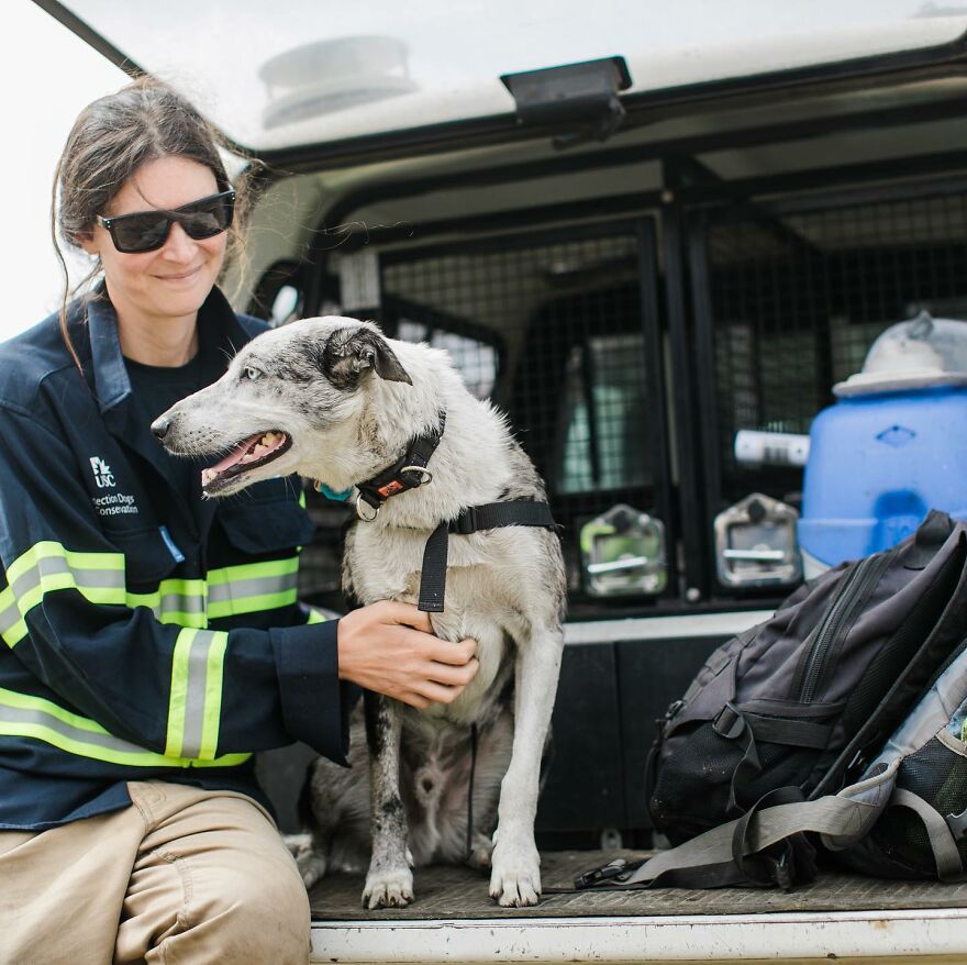 Dog Received An Award Of Honor For Saving Over 100 Koalas During The Bushfires Dog Received An Award Of Honor For Saving Over 100 Koalas During The Bushfires
