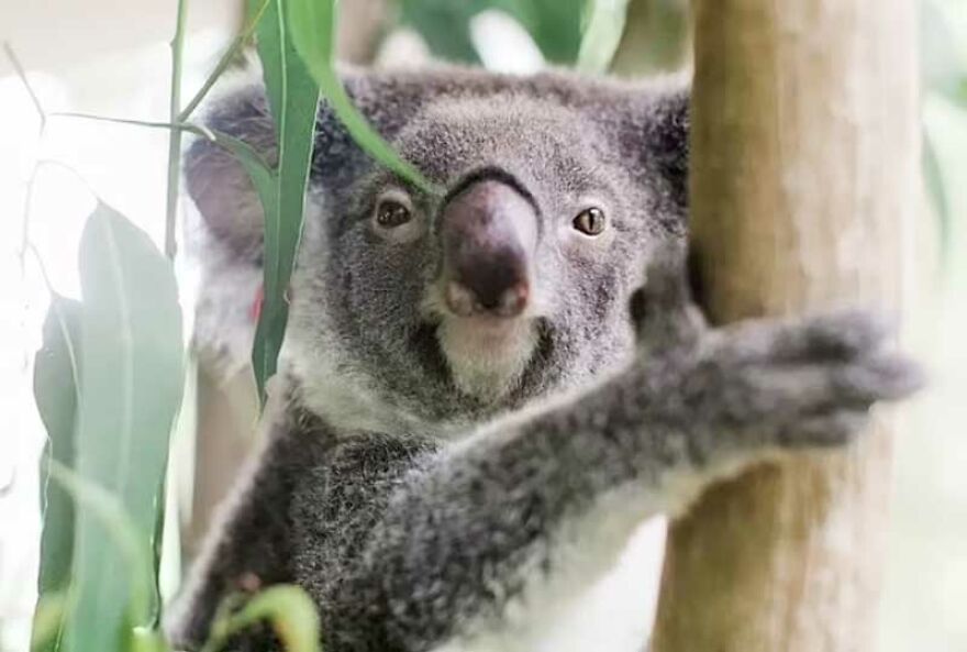 This Heroic Dog Saved Over 100 Koalas During The Australian Bushfires