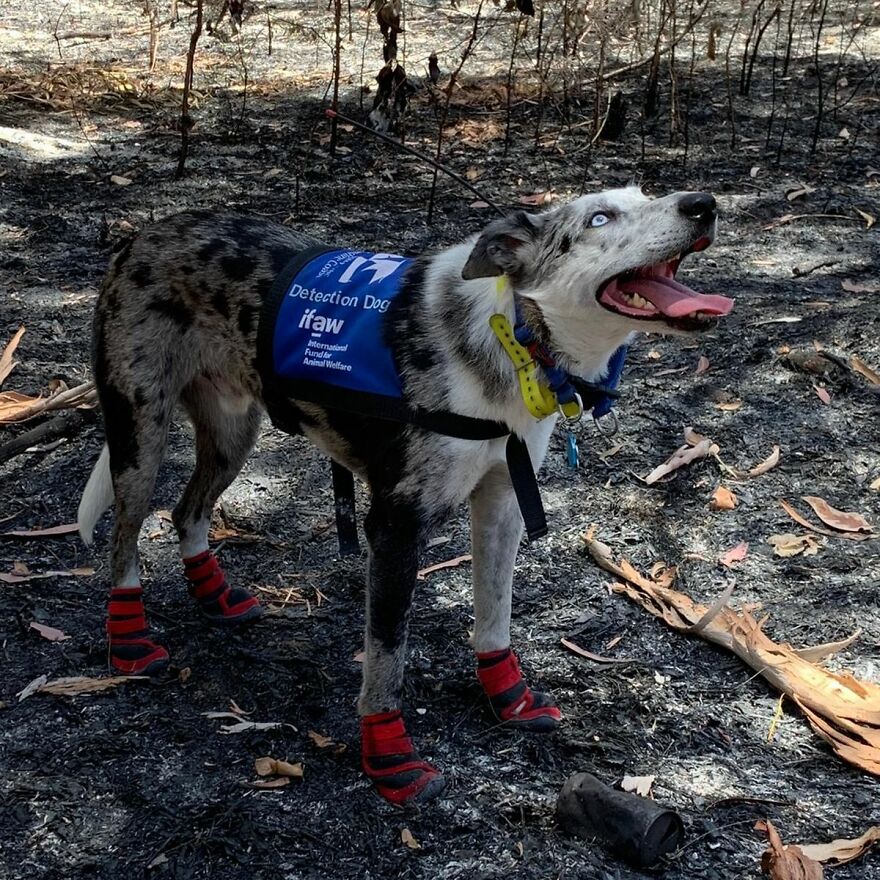 Dog Received An Award Of Honor For Saving Over 100 Koalas During The Bushfires Dog Received An Award Of Honor For Saving Over 100 Koalas During The Bushfires