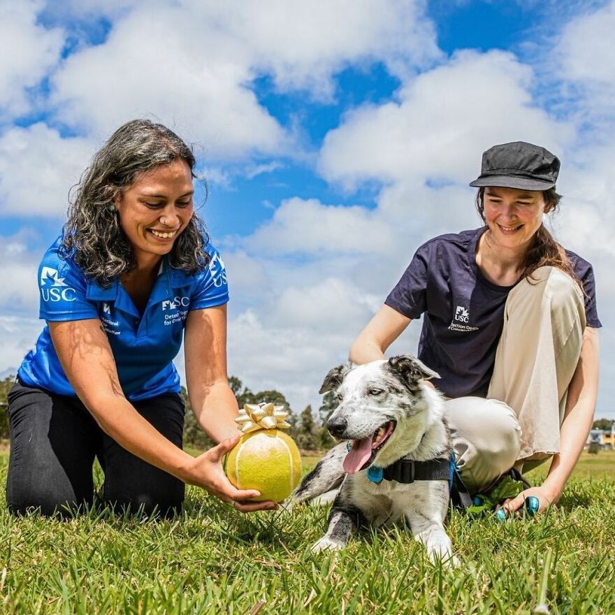 Dog Received An Award Of Honor For Saving Over 100 Koalas During The Bushfires Dog Received An Award Of Honor For Saving Over 100 Koalas During The Bushfires