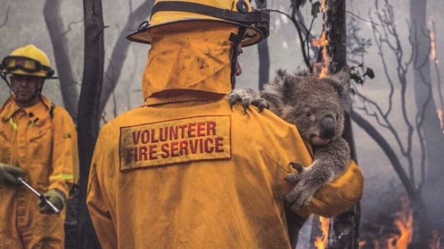 Un perro recibe un premio de honor por salvar a más de 100 koalas durante los incendios forestales