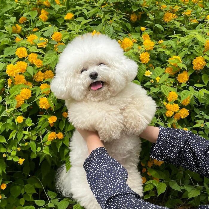 Meet Ham Arang, The Dog Who Is Conquering The Internet With His Smile