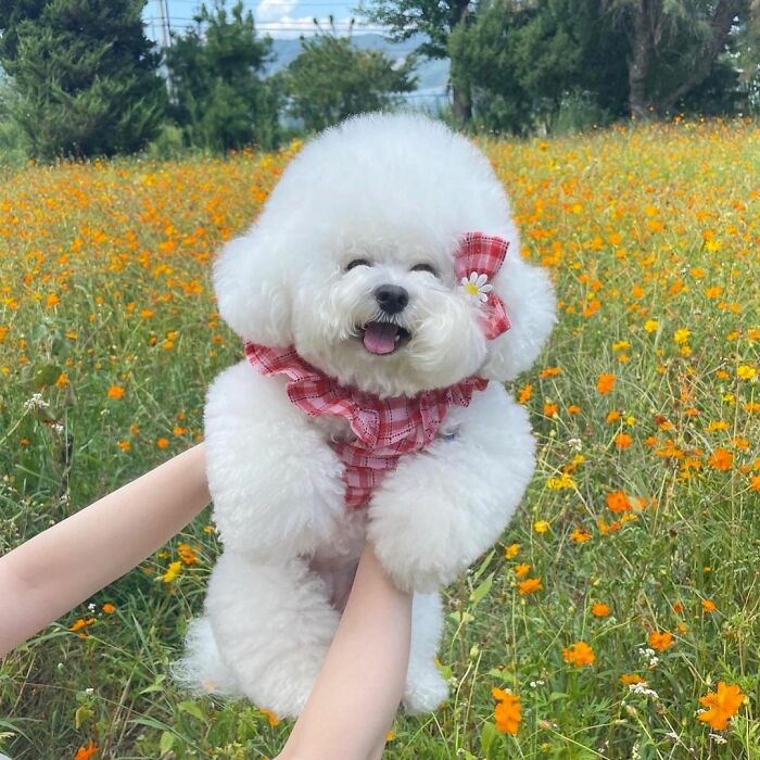 Meet Ham Arang, The Dog Who Is Conquering The Internet With His Smile