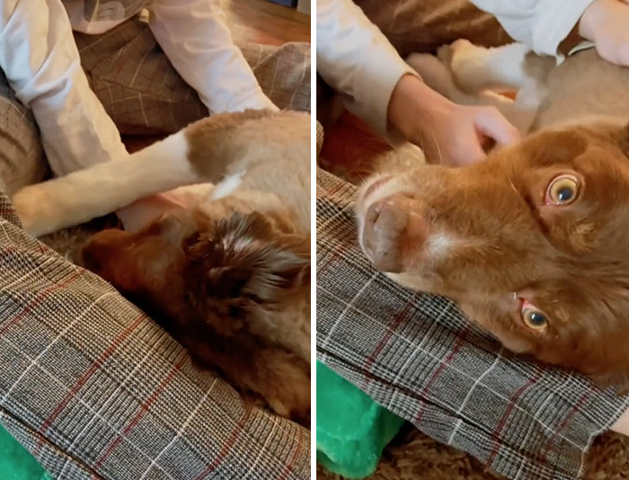Dog That Was About To Be Put Down Gets Rescued And Adopted By A Couple That Drove For Hours To Get Him Dog That Was About To Be Put Down Gets Rescued And Adopted By A Couple That Drove For Hours To Get Him