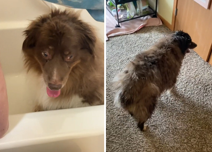 Dog That Was About To Be Put Down Gets Rescued And Adopted By A Couple That Drove For Hours To Get Him Dog That Was About To Be Put Down Gets Rescued And Adopted By A Couple That Drove For Hours To Get Him