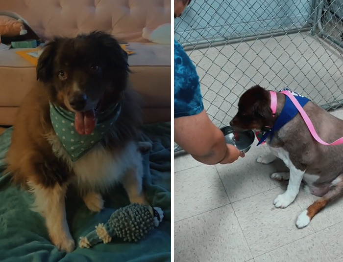 Dog That Was About To Be Put Down Gets Rescued And Adopted By A Couple That Drove For Hours To Get Him Dog That Was About To Be Put Down Gets Rescued And Adopted By A Couple That Drove For Hours To Get Him