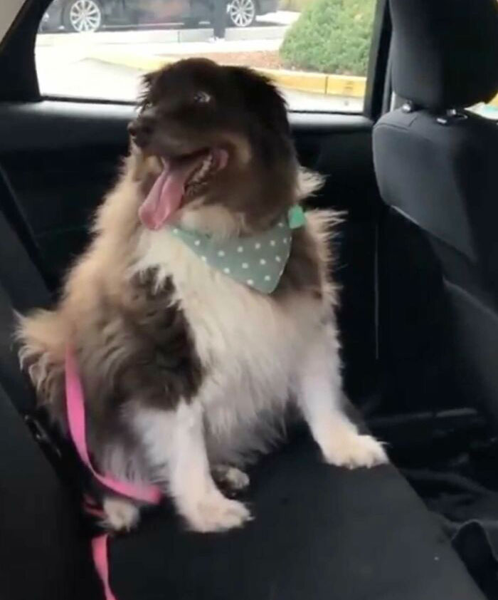 Dog That Was About To Be Put Down Gets Rescued And Adopted By A Couple That Drove For Hours To Get Him Dog That Was About To Be Put Down Gets Rescued And Adopted By A Couple That Drove For Hours To Get Him