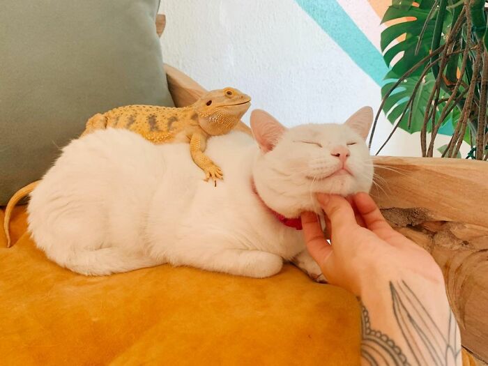 Meet Tuna, A Cat Who Befriends Delivery Men And Her Owner Posts About It On Instagram