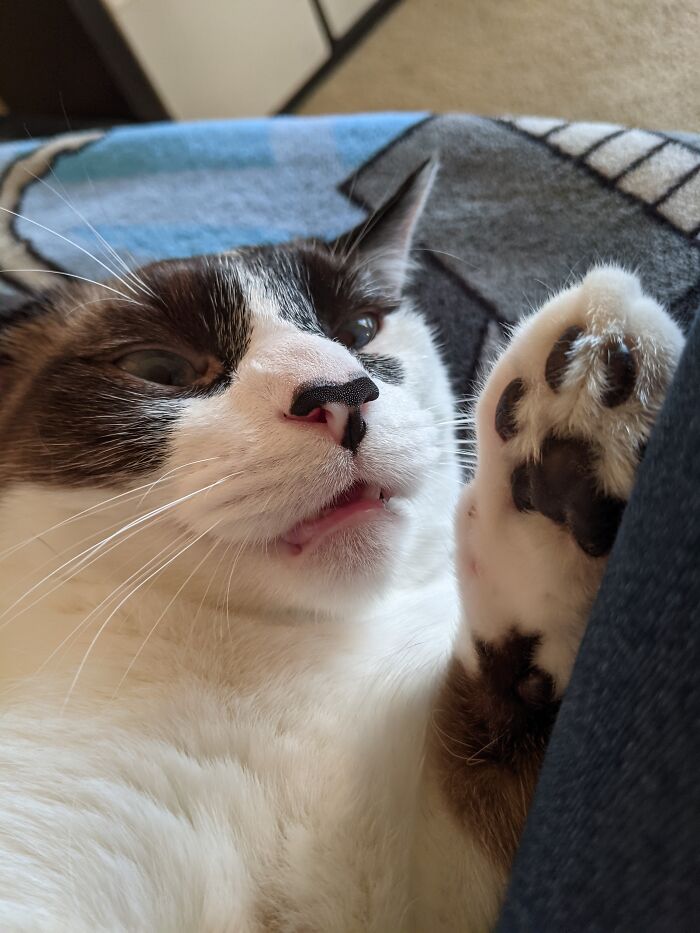 He Was Eating A Book And I Stopped Him. Needy Pants