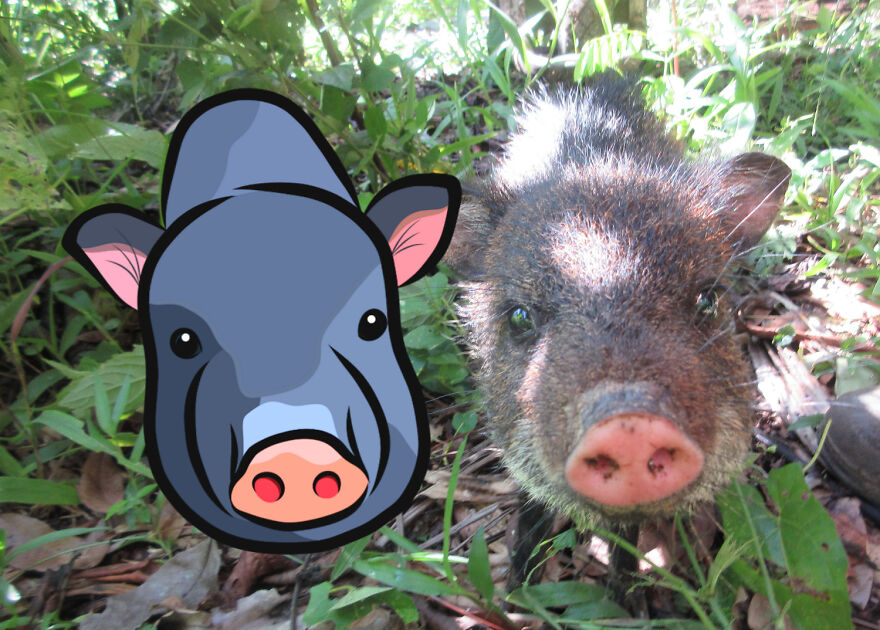 We Spent 2 Months In The Amazon And Made A Board Game About It! We Spent 2 Months In The Amazon And Made A Board Game About It!