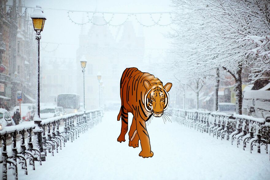 I Edited Animals In Places They Don't Belong In