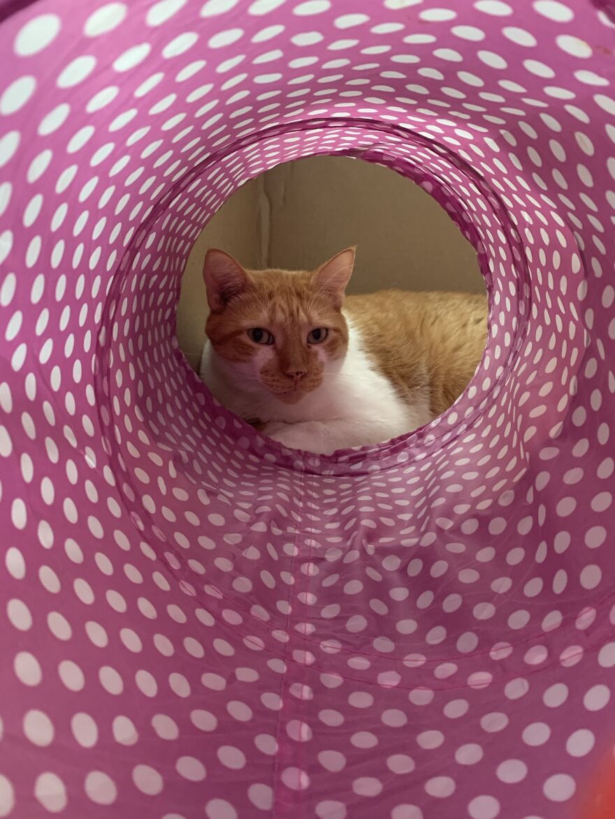 Randy Down The Tunnel