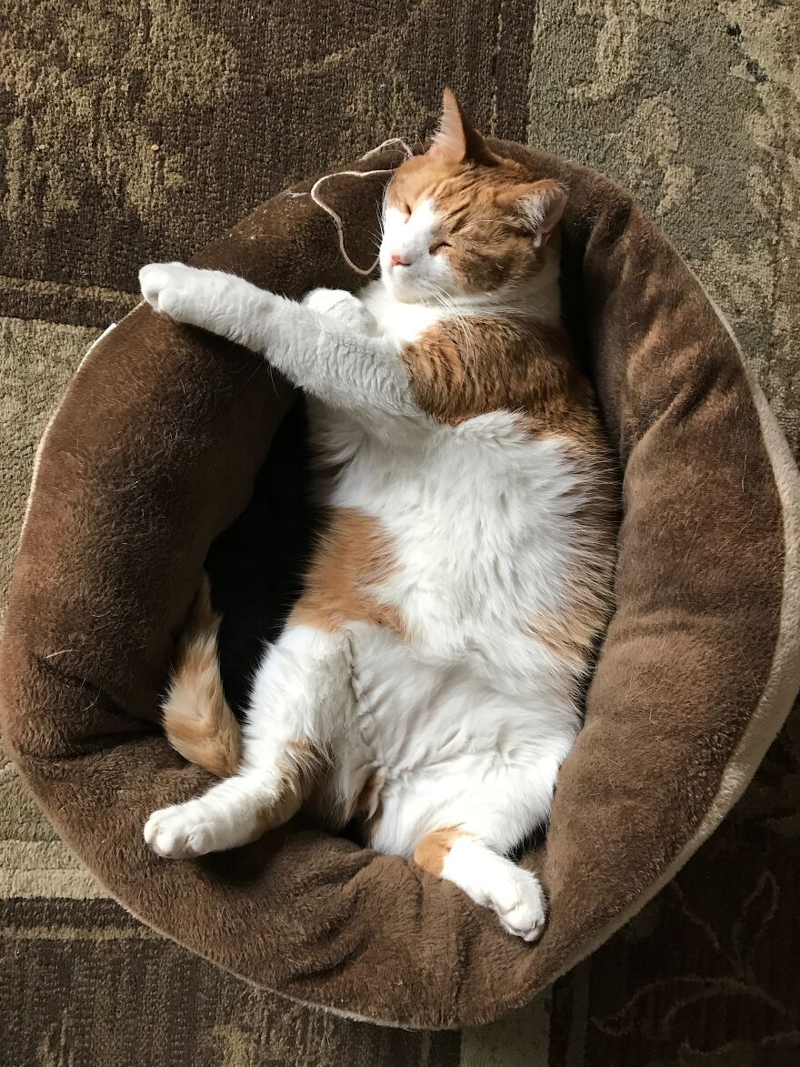 Rescue Cats Rescue Cats